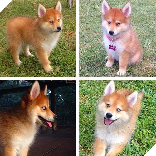 Chet me co cho lai noi tieng dep giong het cao do-Hinh-12