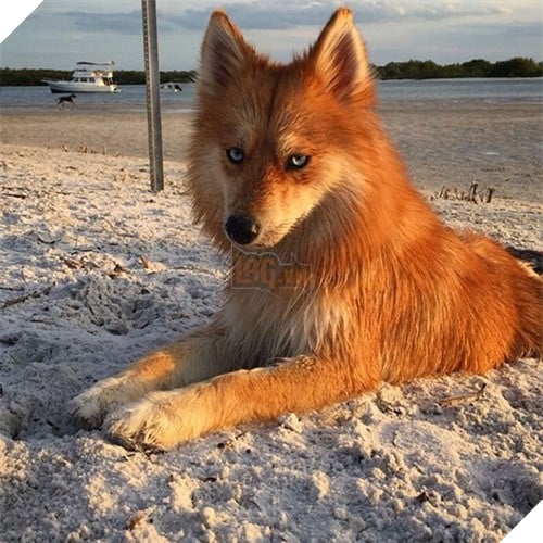 Chet me co cho lai noi tieng dep giong het cao do