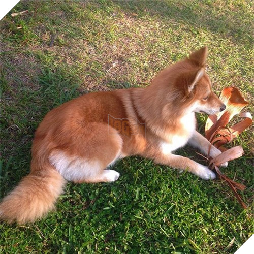 Chet me co cho lai noi tieng dep giong het cao do-Hinh-2