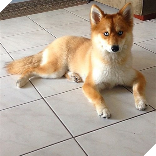 Chet me co cho lai noi tieng dep giong het cao do-Hinh-3