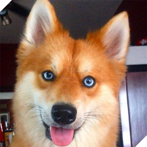 Chet me co cho lai noi tieng dep giong het cao do-Hinh-4