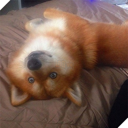 Chet me co cho lai noi tieng dep giong het cao do-Hinh-5