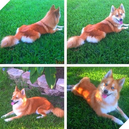 Chet me co cho lai noi tieng dep giong het cao do-Hinh-6