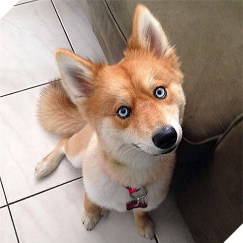 Chet me co cho lai noi tieng dep giong het cao do-Hinh-7