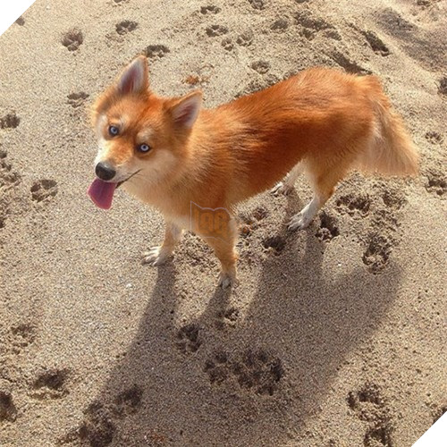 Chet me co cho lai noi tieng dep giong het cao do-Hinh-8