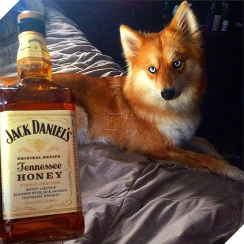 Chet me co cho lai noi tieng dep giong het cao do-Hinh-9