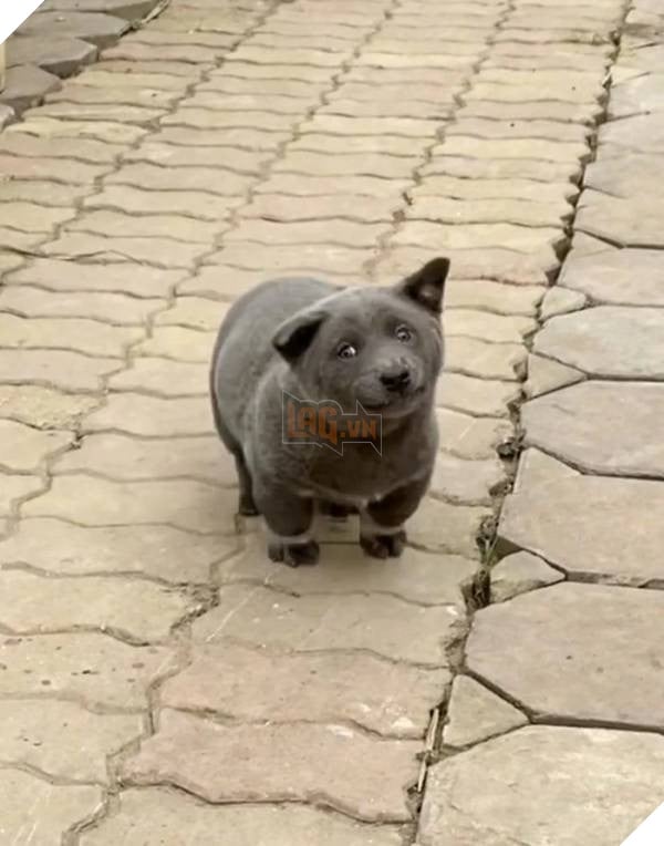 Chuyện chưa kể về idol Dúi, giống chó mệnh danh “Thần giữ của” người dân tộc miền núi Tây Bắc