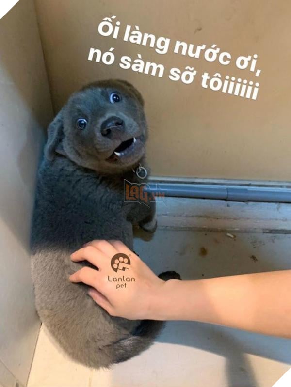 Chuyện chưa kể về idol Dúi, giống chó mệnh danh “Thần giữ của” người dân tộc miền núi Tây Bắc 5