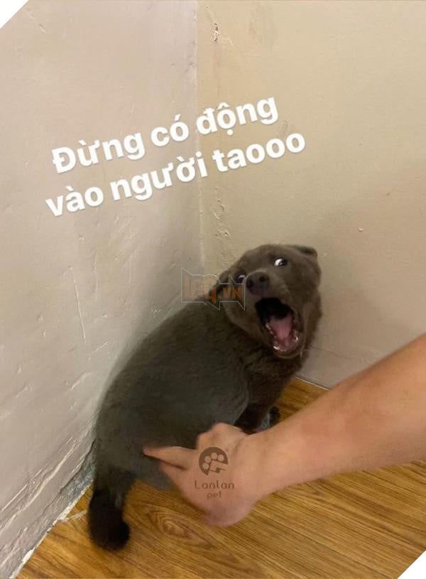 Chuyện chưa kể về idol Dúi, giống chó mệnh danh “Thần giữ của” người dân tộc miền núi Tây Bắc 4