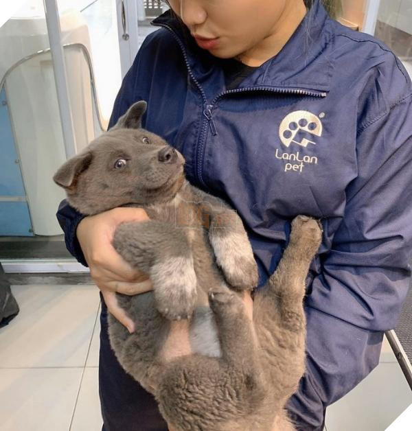 Chuyện chưa kể về idol Dúi, giống chó mệnh danh “Thần giữ của” người dân tộc miền núi Tây Bắc 7