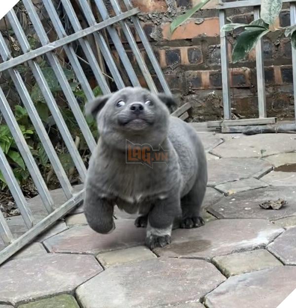 Chuyện chưa kể về idol Dúi, giống chó mệnh danh “Thần giữ của” người dân tộc miền núi Tây Bắc 2