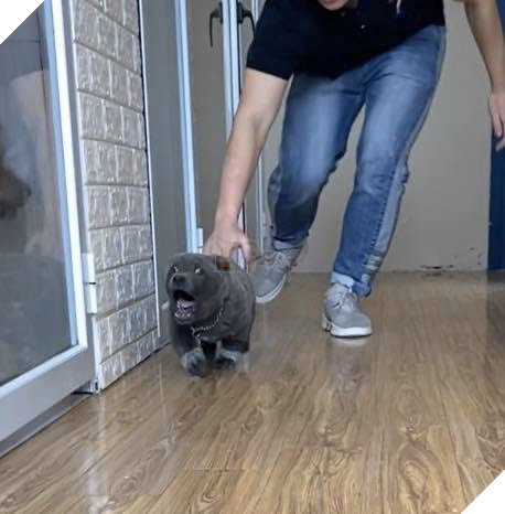 Chuyện chưa kể về idol Dúi, giống chó mệnh danh “Thần giữ của” người dân tộc miền núi Tây Bắc 6