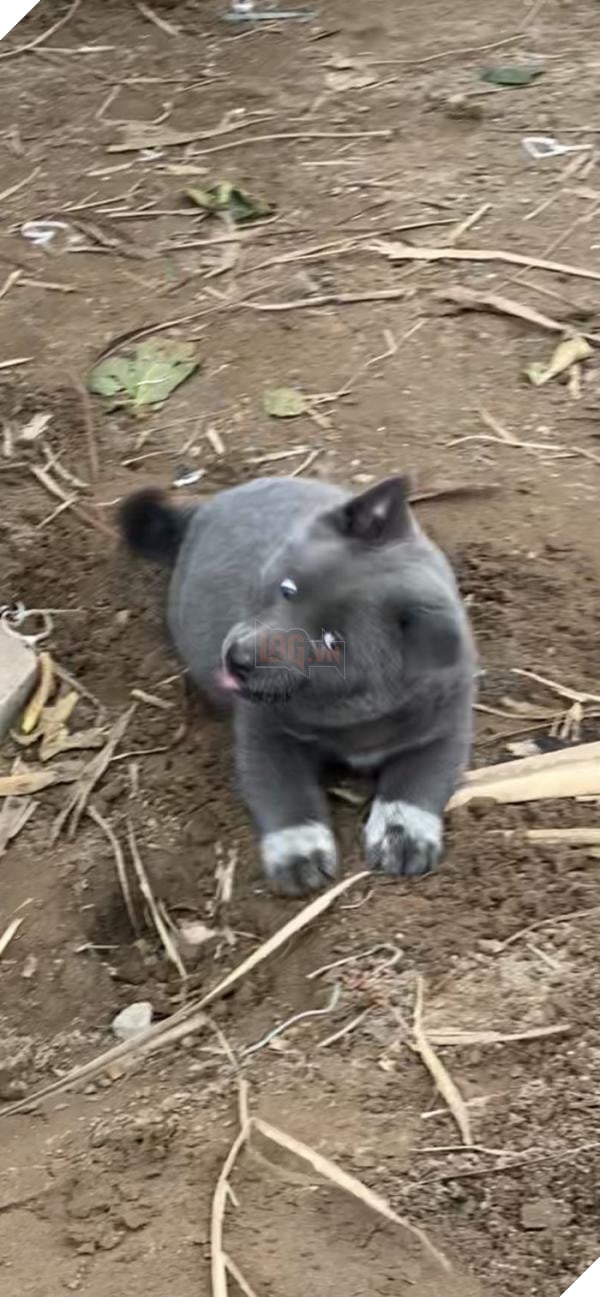 Chuyện chưa kể về idol Dúi, giống chó mệnh danh “Thần giữ của” người dân tộc miền núi Tây Bắc 3