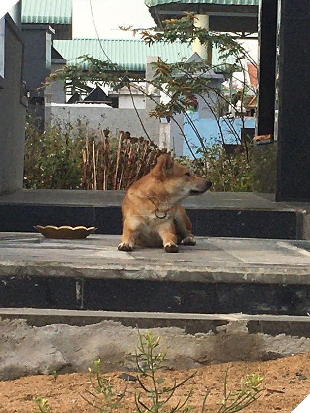 Chú chó nằm bên cạnh mộ chủ không rời khiến người ta rưng rưng xúc động 2