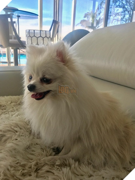 Chú chó của Stan Lee góp mặt trong Avengers: Endgame mà không ai hay biết 4