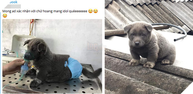  
Hình ảnh thở ô xi khiến dân tình lo lắng cho tình trạng sức khỏe của Dúi (Ảnh chụp màn hình)