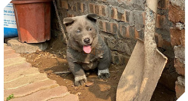 Hiện tượng mạng Nguyễn Văn Dúi được họa sĩ TQ tặng hẳn bộ ảnh chibi siêu cute - Ảnh 2.