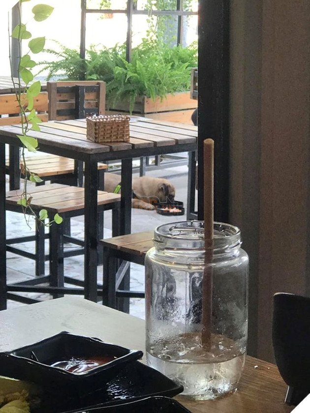 Cô gái cho cún cưng ngồi trên ghế và ăn bằng đĩa nhà hàng