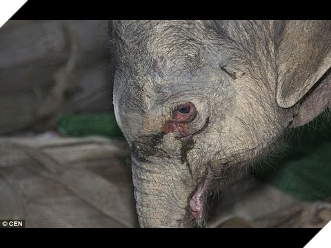 Voi con khóc ngất 5 giờ liền vì bị mẹ chối bỏ, đã đến lúc ngừng hỏi động vật có cảm xúc hay không - Ảnh 2.