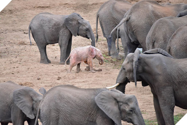 Voi con khóc ngất 5 giờ liền vì bị mẹ chối bỏ, đã đến lúc ngừng hỏi động vật có cảm xúc hay không - Ảnh 3.