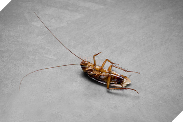 Voi con khóc ngất 5 giờ liền vì bị mẹ chối bỏ, đã đến lúc ngừng hỏi động vật có cảm xúc hay không - Ảnh 4.