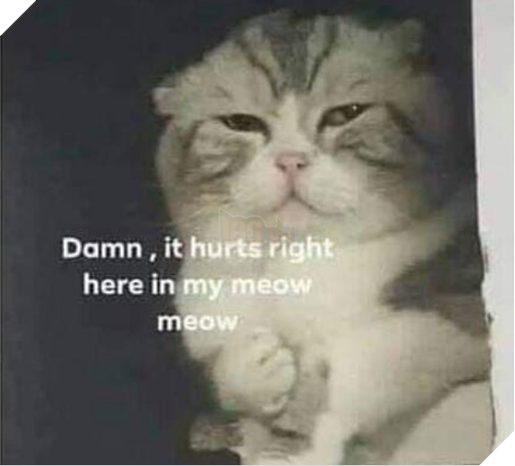 Điểm qua loạt thú cưng nổi tiếng và được chế ảnh meme khắp các diễn đàn mạng hiện nay - Ảnh 3.