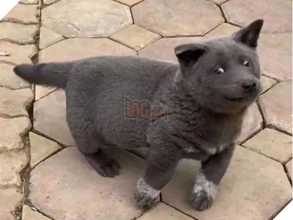 Điểm qua loạt thú cưng nổi tiếng và được chế ảnh meme khắp các diễn đàn mạng hiện nay - Ảnh 1.