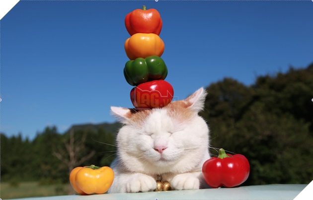 CHÚ MÈO SHIRONEKO NỔI TIẾNG ĐÃ MẤT VÀO NGÀY 2/3 4