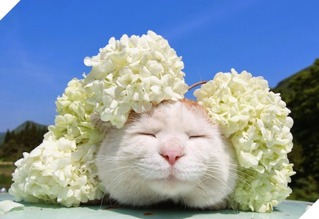 CHÚ MÈO SHIRONEKO NỔI TIẾNG ĐÃ MẤT VÀO NGÀY 2/3 3