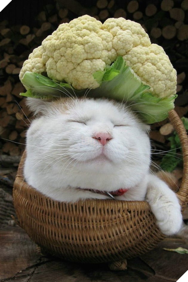 CHÚ MÈO SHIRONEKO NỔI TIẾNG ĐÃ MẤT VÀO NGÀY 2/3 9