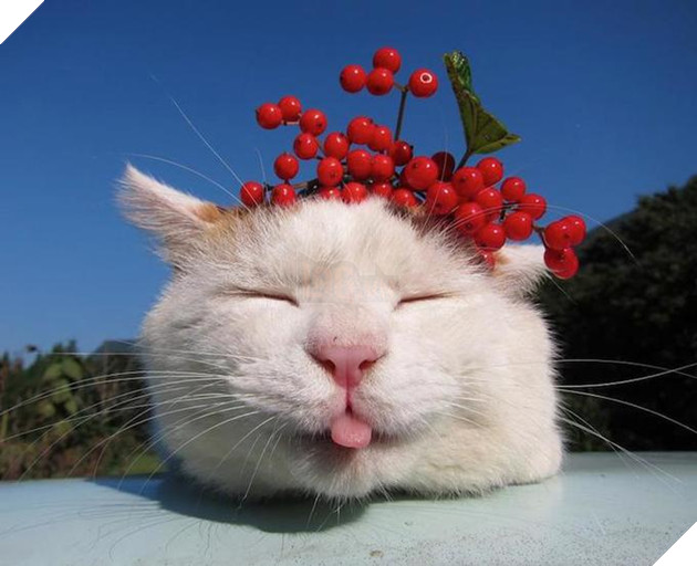 CHÚ MÈO SHIRONEKO NỔI TIẾNG ĐÃ MẤT VÀO NGÀY 2/3 2