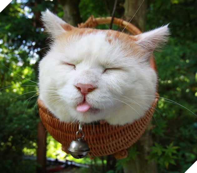 CHÚ MÈO SHIRONEKO NỔI TIẾNG ĐÃ MẤT VÀO NGÀY 2/3 7