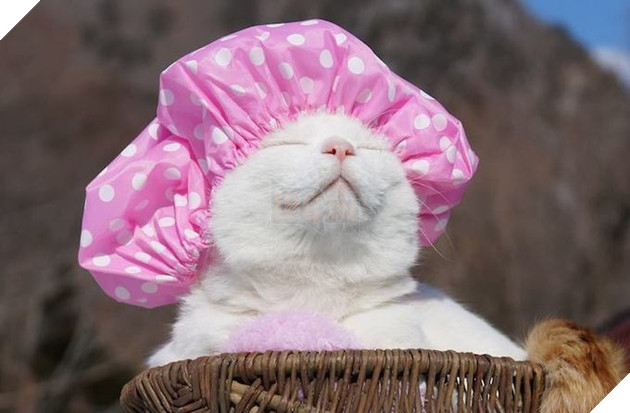 CHÚ MÈO SHIRONEKO NỔI TIẾNG ĐÃ MẤT VÀO NGÀY 2/3 6