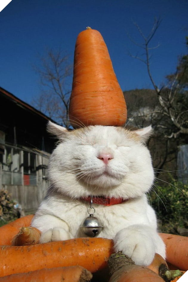 CHÚ MÈO SHIRONEKO NỔI TIẾNG ĐÃ MẤT VÀO NGÀY 2/3 8