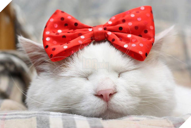 CHÚ MÈO SHIRONEKO NỔI TIẾNG ĐÃ MẤT VÀO NGÀY 2/3 5