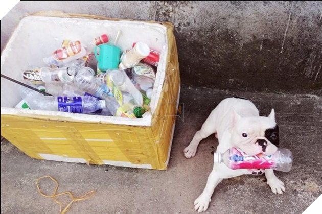 Điểm qua loạt thú cưng nổi tiếng và được chế ảnh meme khắp các diễn đàn mạng hiện nay - Ảnh 5.