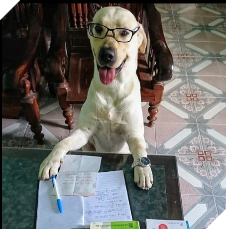 Điểm qua loạt thú cưng nổi tiếng và được chế ảnh meme khắp các diễn đàn mạng hiện nay - Ảnh 6.