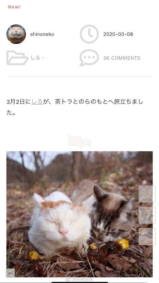 CHÚ MÈO SHIRONEKO NỔI TIẾNG ĐÃ MẤT VÀO NGÀY 2/3