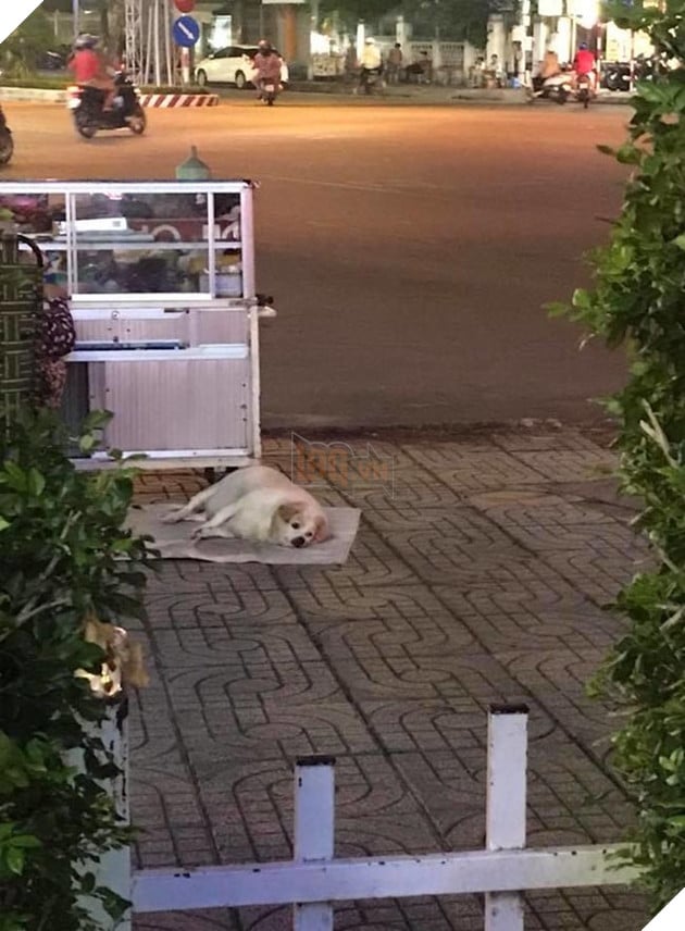 Cộng đồng mạng thích thú với chú chó vòng eo suýt 56, ngoan ngoãn bám theo bà đi làm mỗi ngày 7