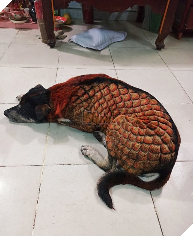  
Chú cún bị nhuộm lông gây xôn xao cộng đồng mạng. (Ảnh: Facebook D.N)