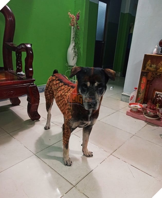  
Chú chó tỏ ra khá buồn và hoang mang trước ngoại hình mới. (Ảnh: Facebook D.N)