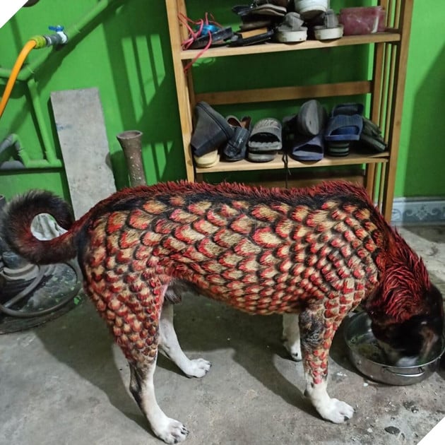 Ngoại hình có phần đáng sợ của chú cún sau khi được nhuộm lông. (Ảnh: Facebook D.N)