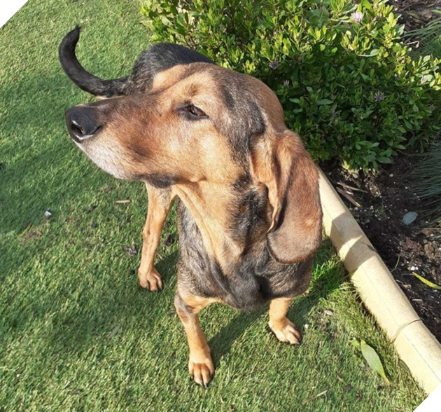 Nhận nuôi chú chó “da bọc xương”, người phụ nữ được đền đáp bằng…sự sống 4