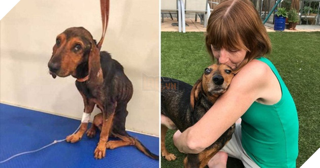 Nhận nuôi chú chó “da bọc xương”, người phụ nữ được đền đáp bằng…sự sống 2