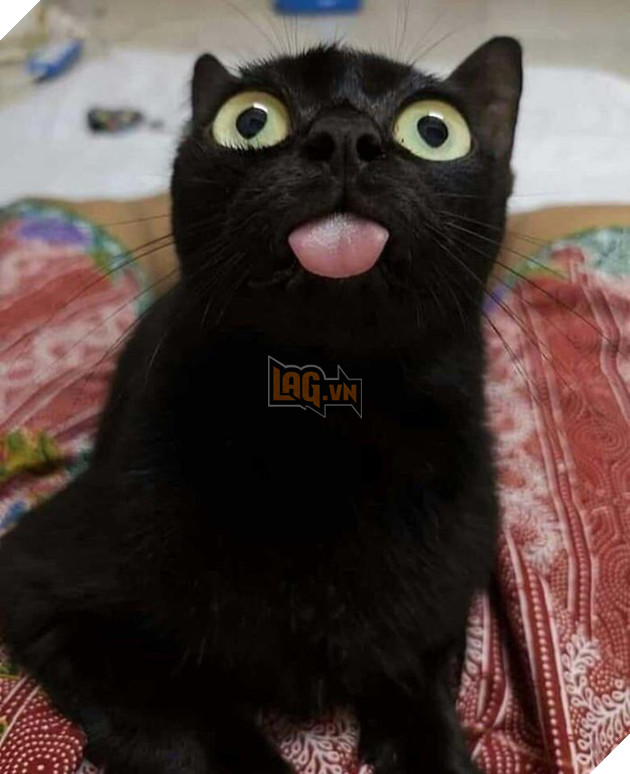 Loạt ảnh siêu dễ thương về mèo mun cho thấy chúng không phải điềm xấu như ta tưởng - Ảnh 15.