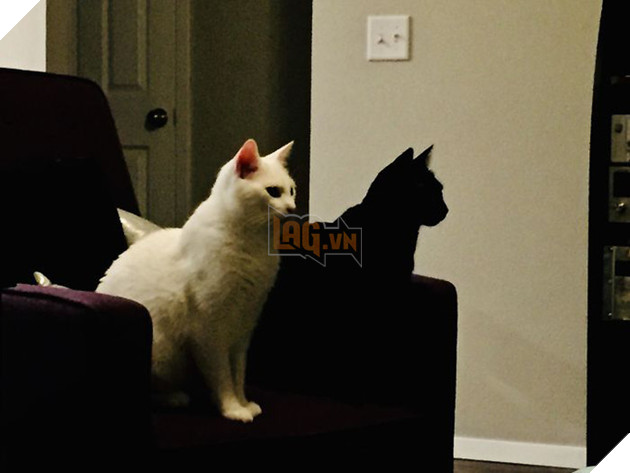 Loạt ảnh siêu dễ thương về mèo mun cho thấy chúng không phải điềm xấu như ta tưởng - Ảnh 13.