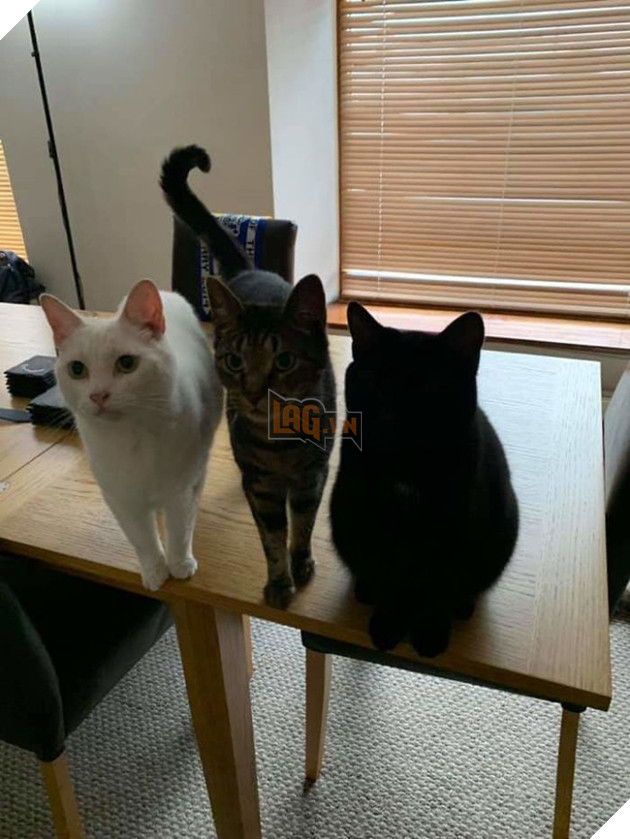 Loạt ảnh siêu dễ thương về mèo mun cho thấy chúng không phải điềm xấu như ta tưởng - Ảnh 12.