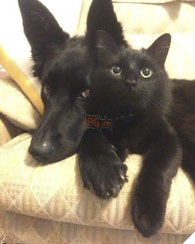 Loạt ảnh siêu dễ thương về mèo mun cho thấy chúng không phải điềm xấu như ta tưởng - Ảnh 19.