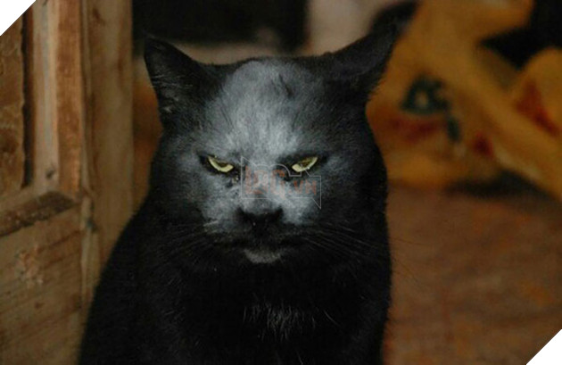 Loạt ảnh siêu dễ thương về mèo mun cho thấy chúng không phải điềm xấu như ta tưởng - Ảnh 17.