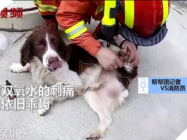 Chó dũng cảm cứu 6 người mắc kẹt do sập khách sạn cách ly - 1